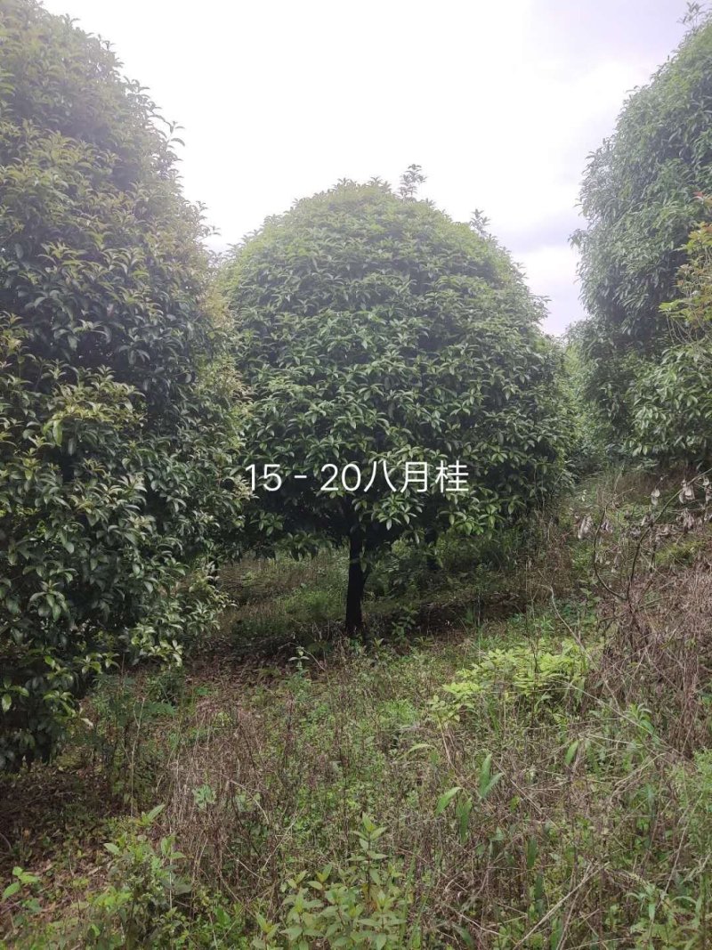 蓝花楹，桂花，杨梅，洋紫荆