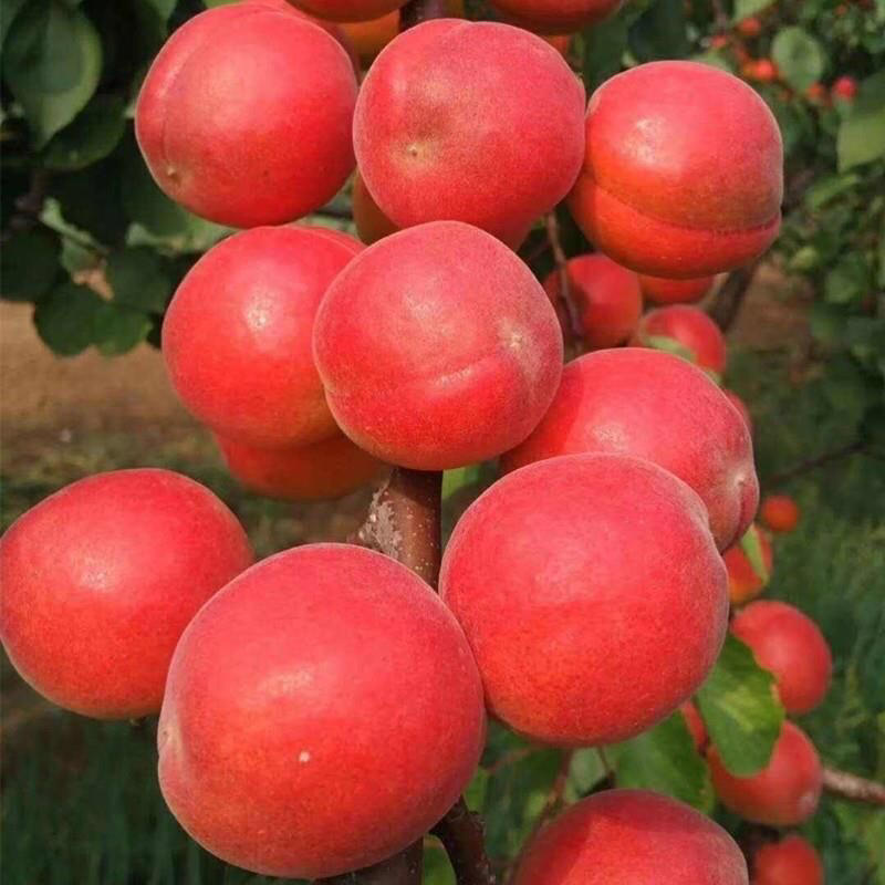 （杏）陕西丰园红杏产地价格，产地代发，代收，可视频看货