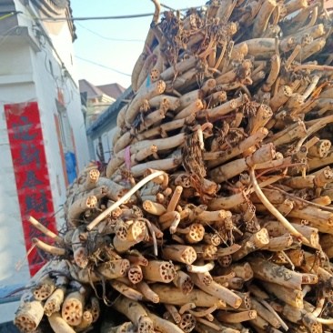 白洋淀野生观赏荷花藕苗