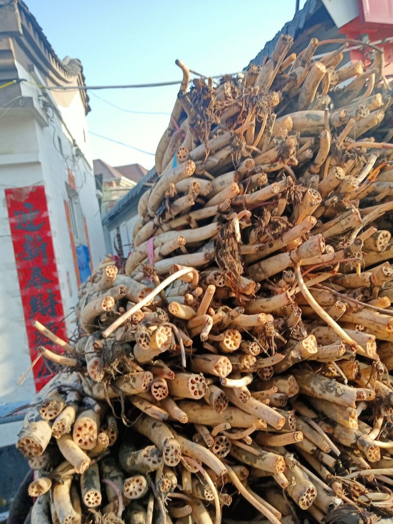 白洋淀野生观赏荷花藕苗