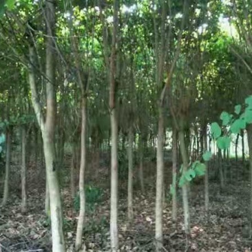 宫粉紫荆