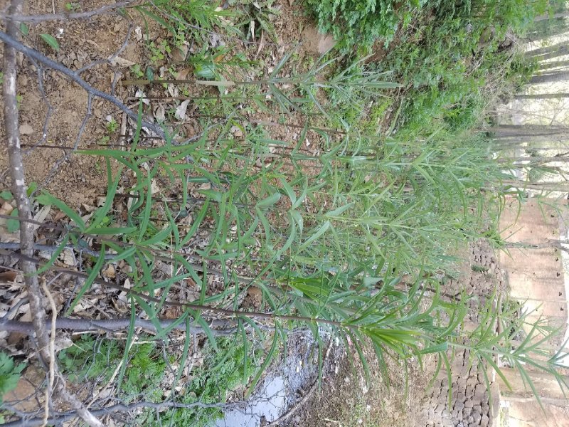 鸡头甜黄精种苗（野生三年以上苗龄）下单后采挖，有现货供应