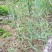 鸡头甜黄精种苗（野生三年以上苗龄）下单后采挖，有现货供应