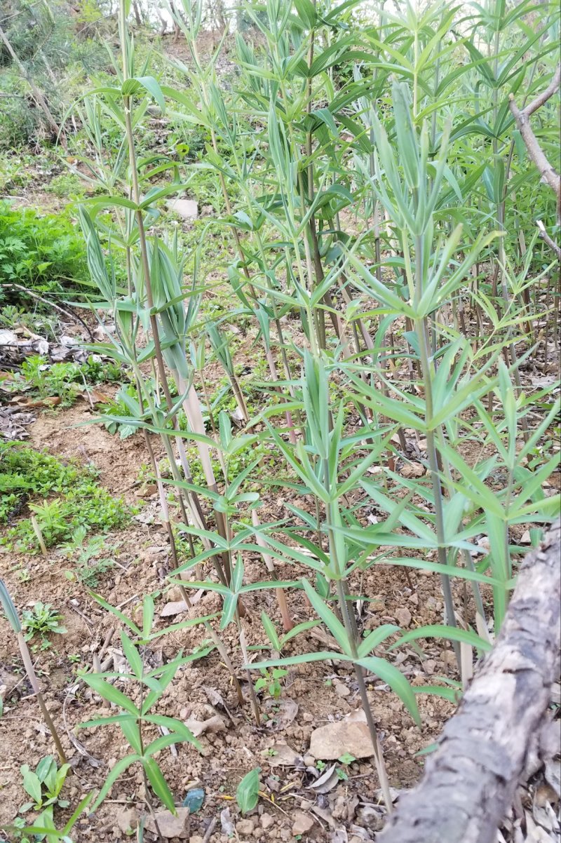 鸡头甜黄精种苗（野生三年以上苗龄）下单后采挖，有现货供应