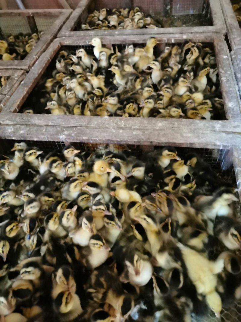 出壳鸭苗便宜处理每只1元