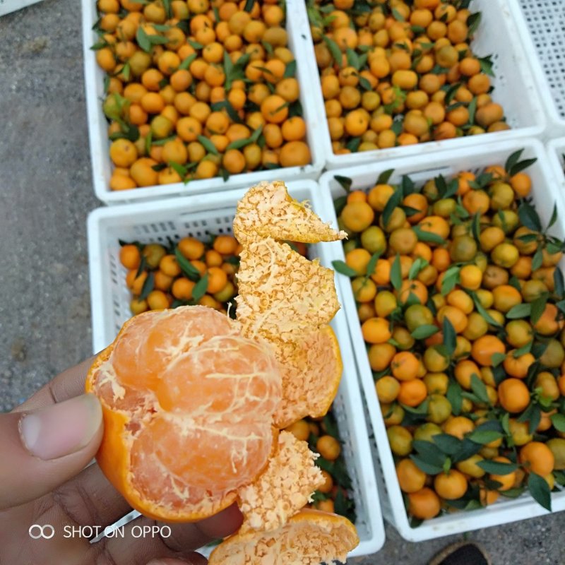 马水桔，广西桂林阳朔产地直销，批发马水桔，桔子，