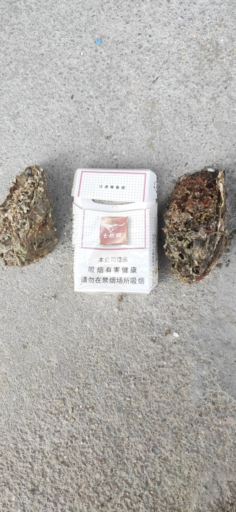 生蚝