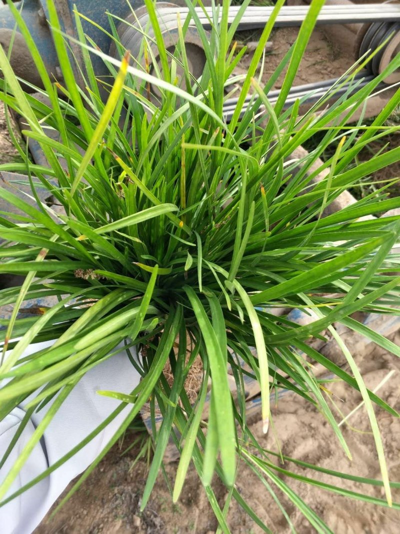 麦冬草