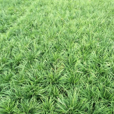 麦冬草