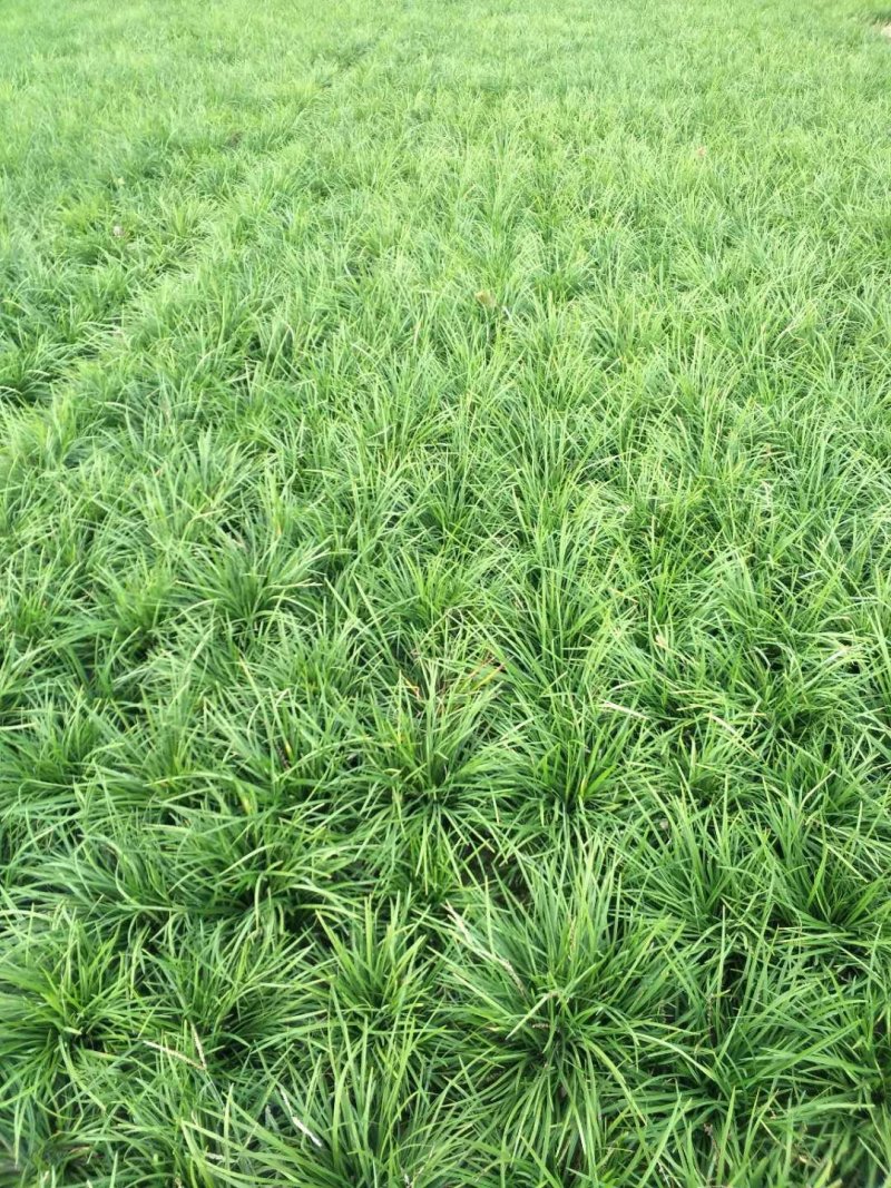 麦冬草