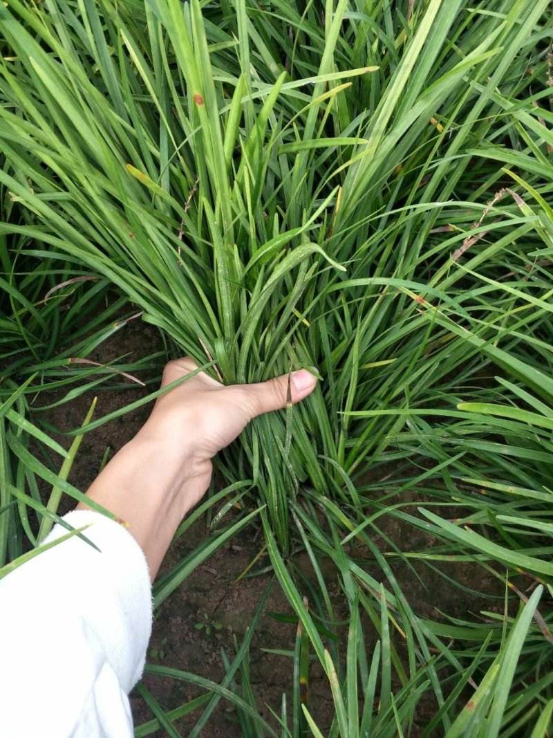 麦冬草