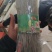 纯红薯粉条带精致包装口感劲道