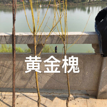 嫁接槐树苗