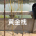 嫁接槐树苗