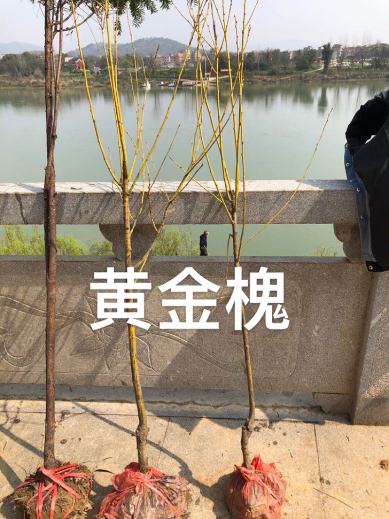 嫁接槐树苗