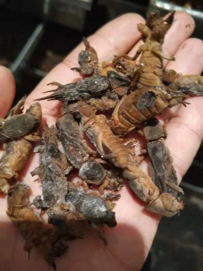 蝼蛄土狗虫长期有货～一手货源