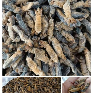 蝼蛄土狗虫长期有货～一手货源