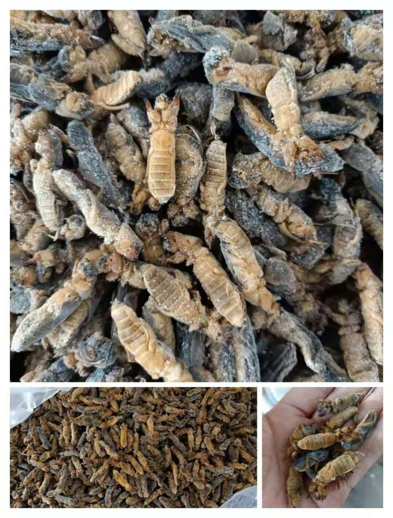 蝼蛄土狗虫长期有货～一手货源