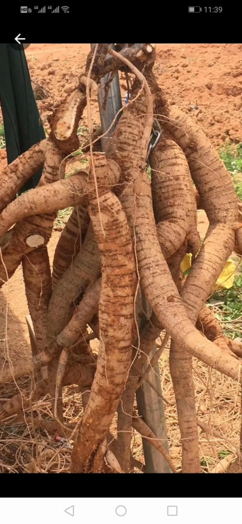 小叶牛大力苗，，成活好，根须发达，基地直供，货源充足