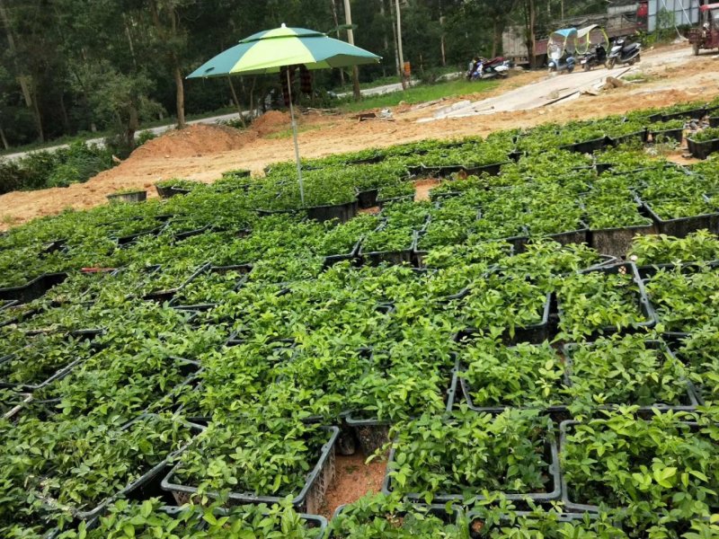 小叶牛大力苗，，成活好，根须发达，基地直供，货源充足
