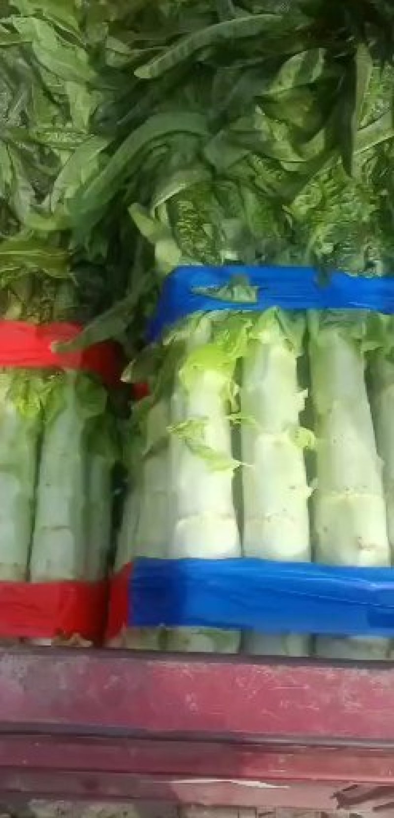 【牛商】沂南红莴笋莴苣无空心无裂口代发全国可视频看货