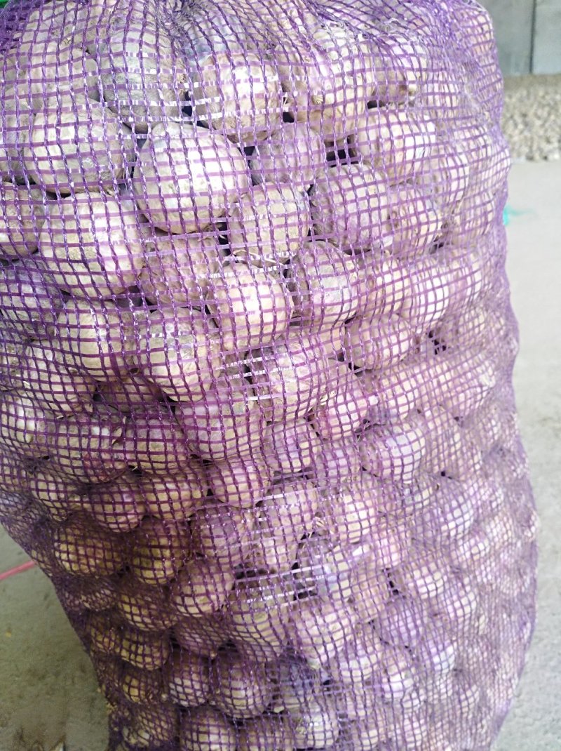 独蒜