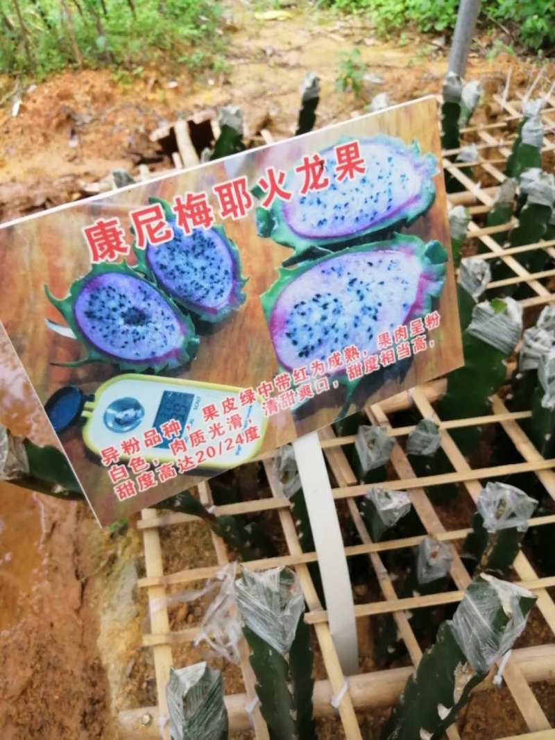包邮靓苗【广西灵山红肉，红皮燕窝火龙果】嫁接苗/直销