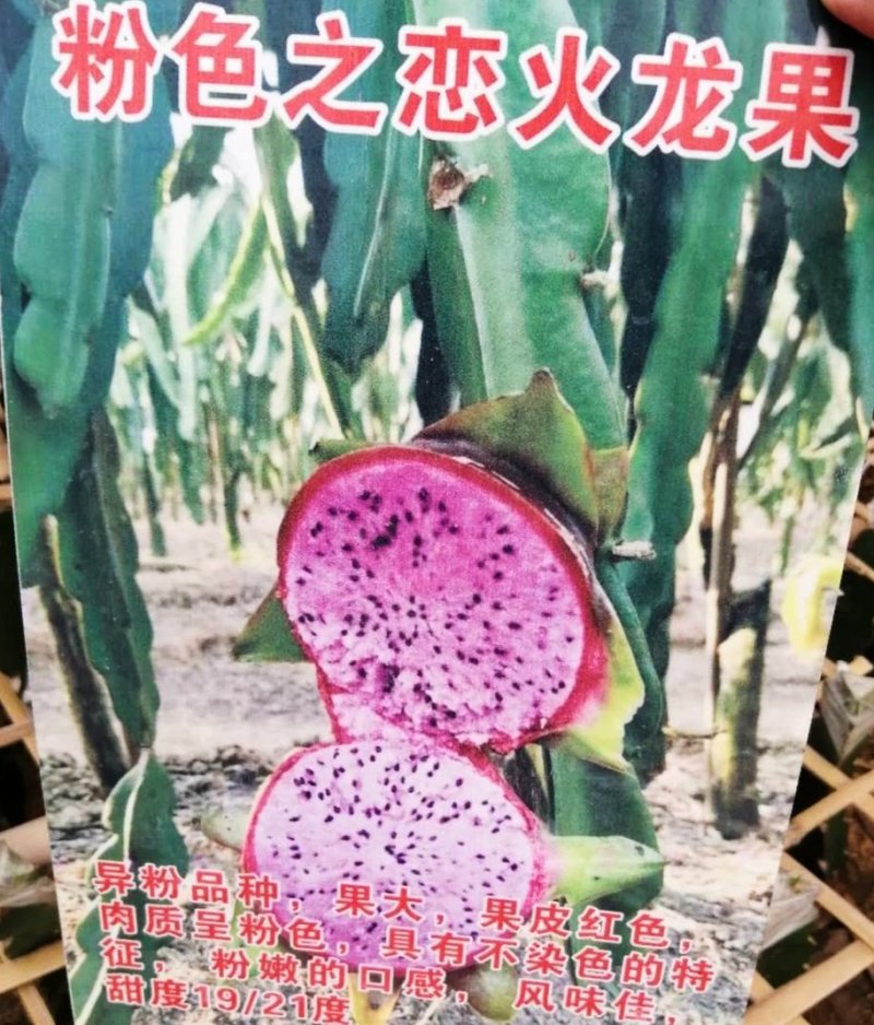 包邮靓苗【广西灵山红肉，红皮燕窝火龙果】嫁接苗/直销