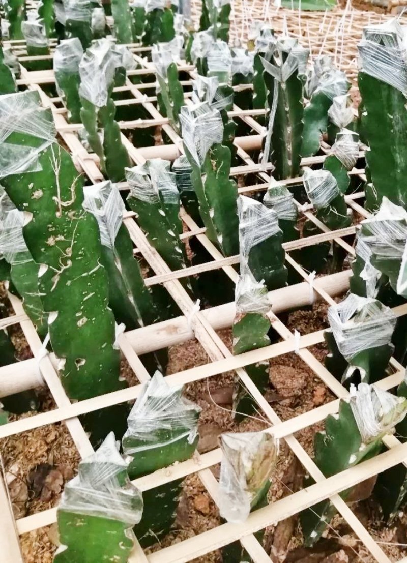 包邮靓苗【广西灵山红肉，红皮燕窝火龙果】嫁接苗/直销