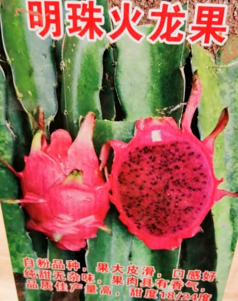 包邮靓苗【广西灵山红肉，红皮燕窝火龙果】嫁接苗/直销