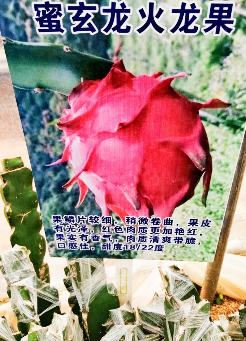 包邮靓苗【广西灵山红肉，红皮燕窝火龙果】嫁接苗/直销