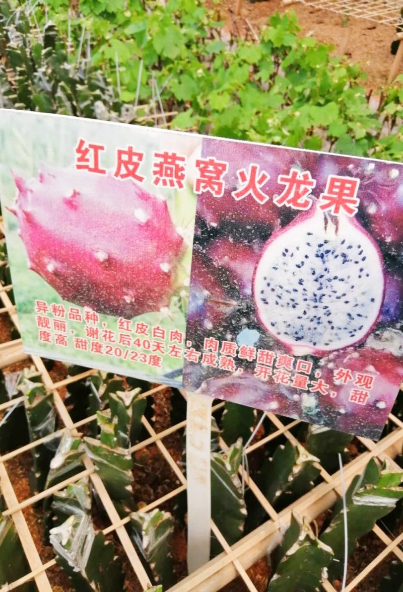 包邮靓苗【广西灵山红肉，红皮燕窝火龙果】嫁接苗/直销