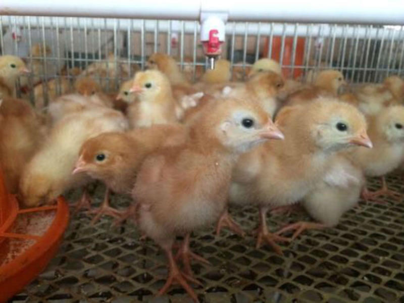 多蛋鸡苗海兰褐蛋鸡苗海兰灰鸡苗（年产蛋300个左右）
