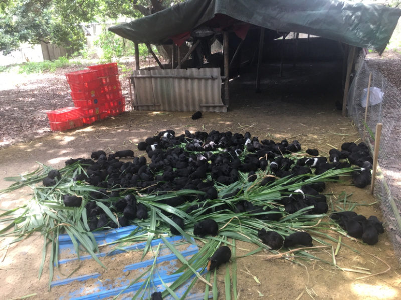 黑豚苗花豚彩豚种苗养殖繁殖种苗，允许养殖食草动物