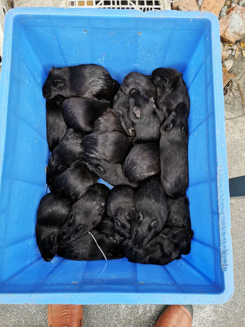黑豚苗花豚彩豚种苗养殖繁殖种苗，允许养殖食草动物