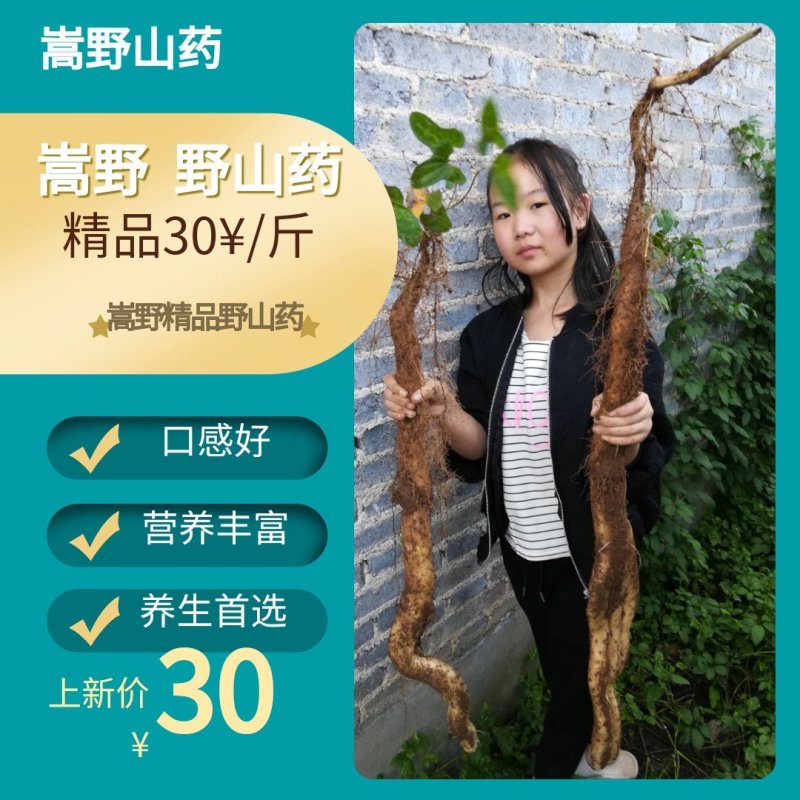 河南嵩县嵩野精品野山药