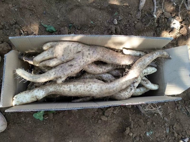 河南嵩县嵩野精品野山药