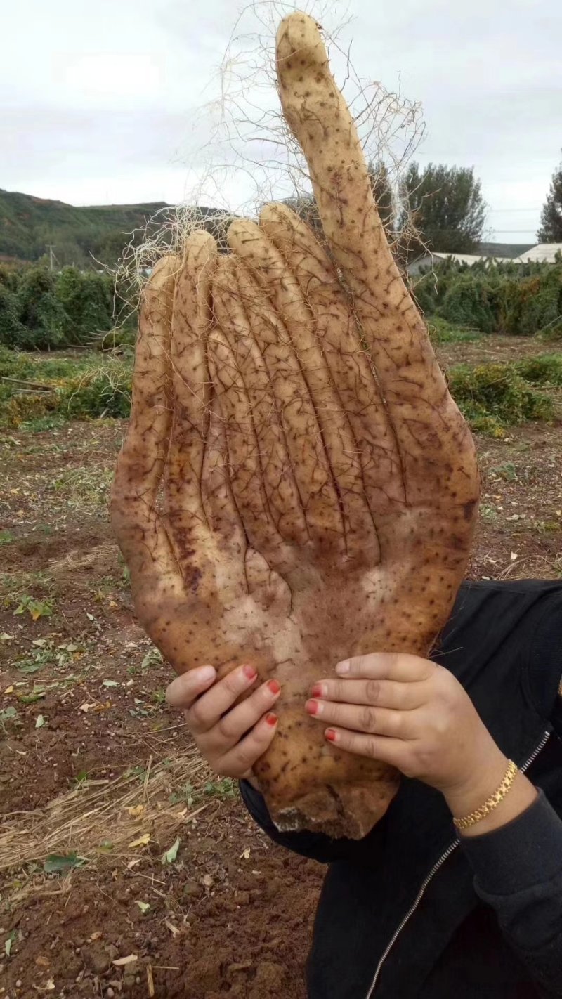 河南嵩县嵩野精品野山药