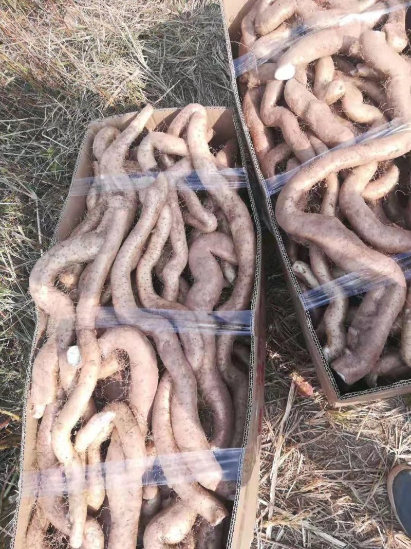 河南嵩县嵩野精品野山药