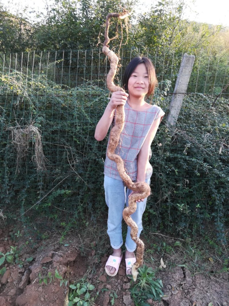 河南嵩县嵩野精品野山药