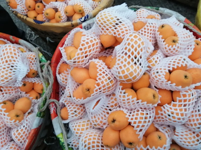 枇杷