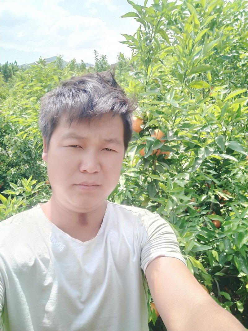 沃柑，优质水果，场地直接供货，釆购