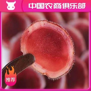 2025年新鲜带血的鹿茸鲜鹿茸片一件包邮