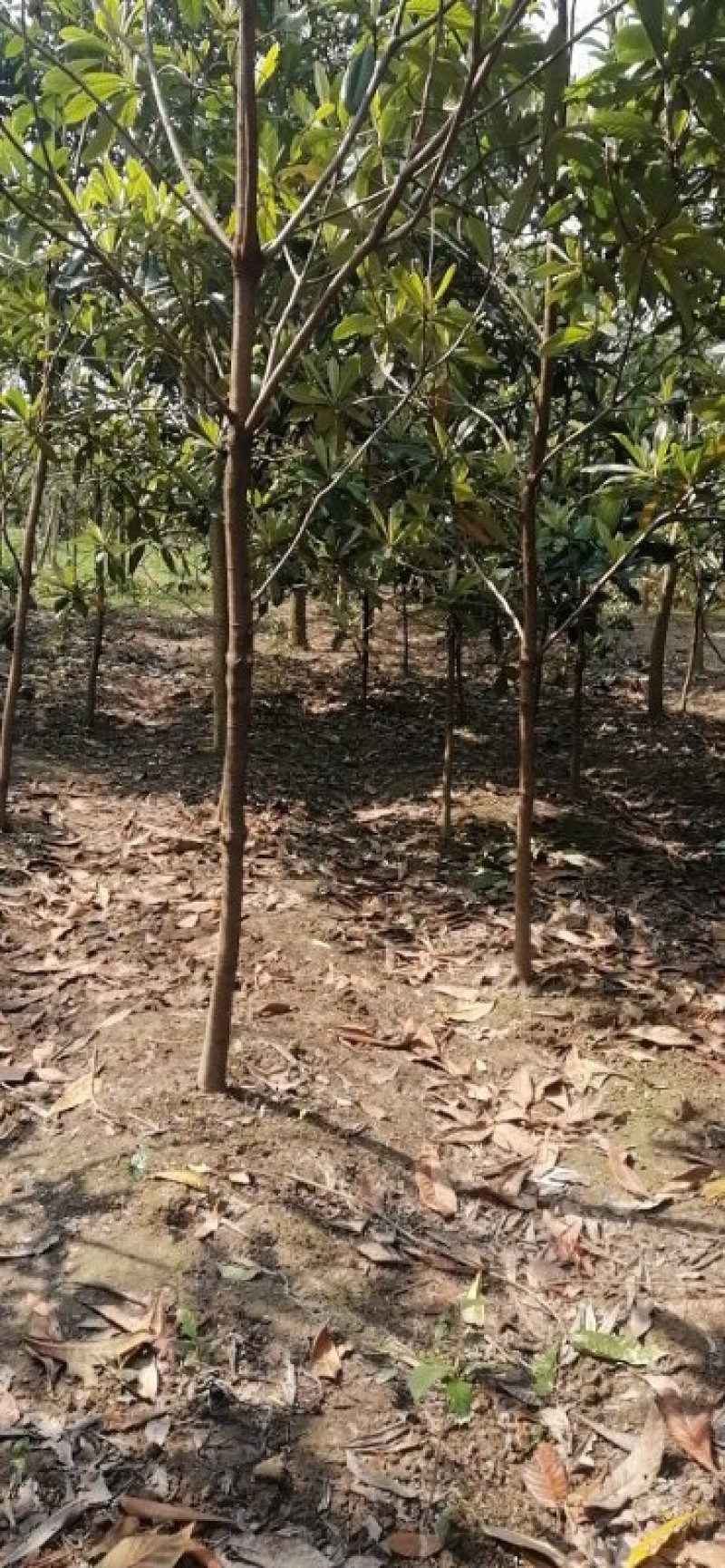 枇杷树