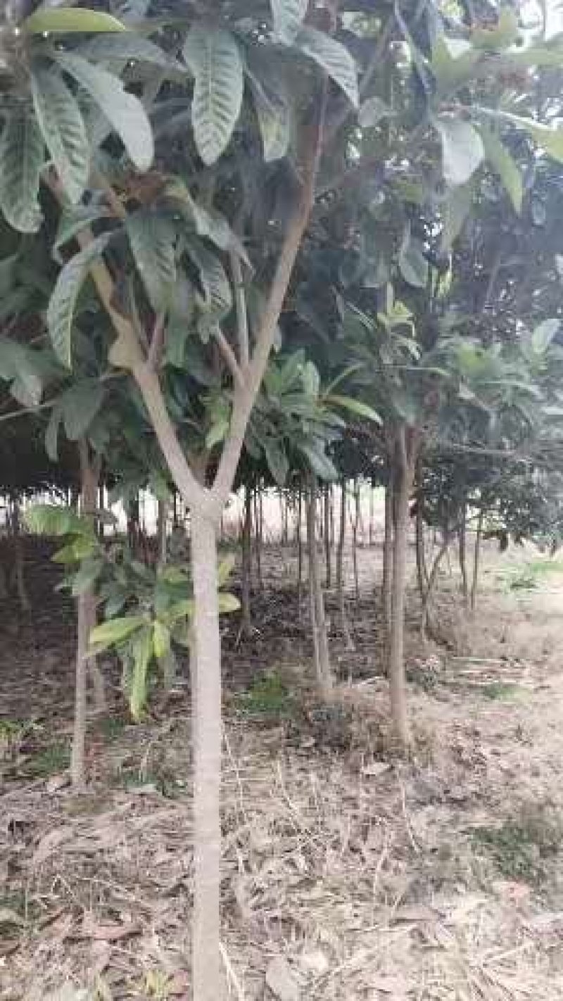 枇杷树