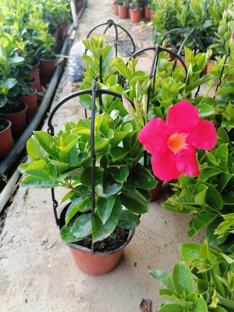 优质飘香藤，青州基地直发