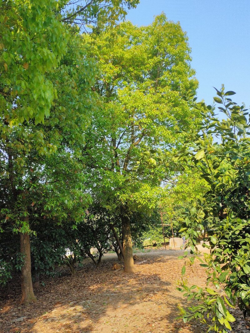 香樟