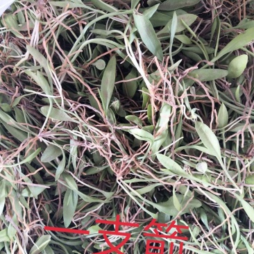一支箭