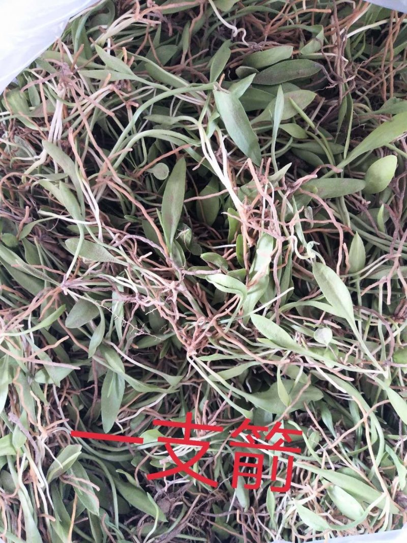 一支箭