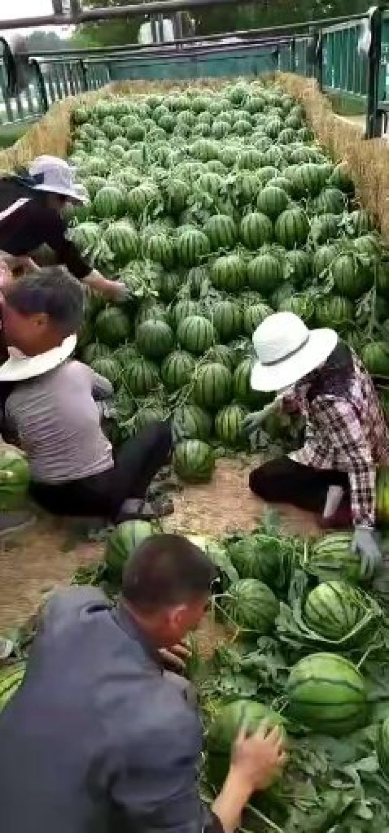 西瓜甜王，大棚西瓜，甜王，产地对接，全国批发市场，超市